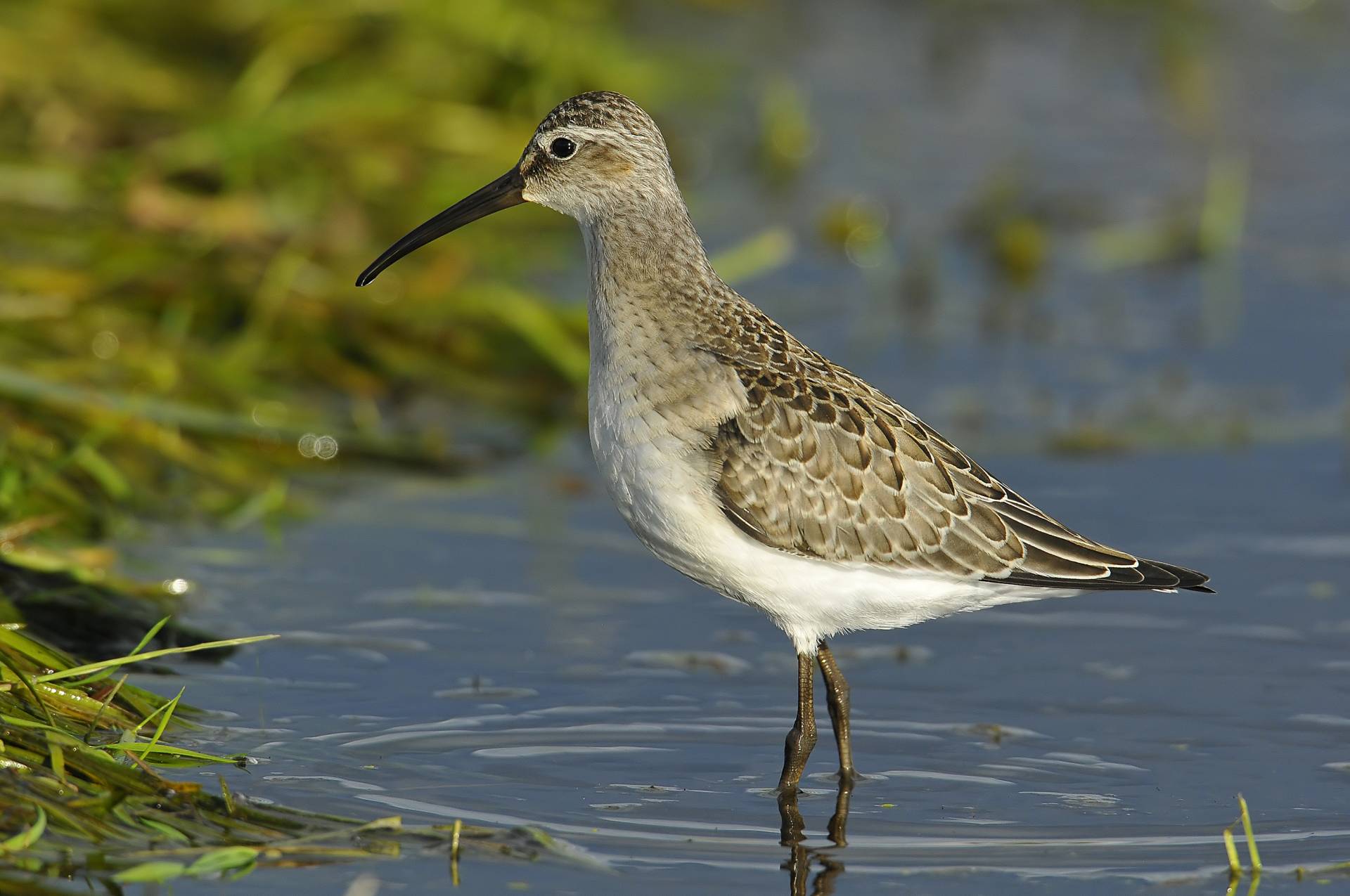 Sparrovale Wetlands